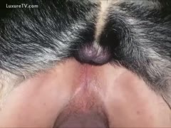 Anal sex with his dog